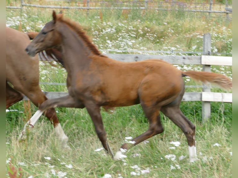 Hanoverian Stallion Foal (03/2026) 16.2 hh Chestnut in Greifenstein