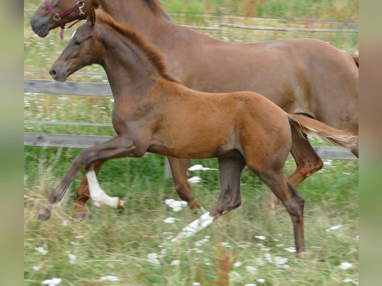 Hanoverian Stallion Foal (03/2026) 16.2 hh Chestnut in Greifenstein