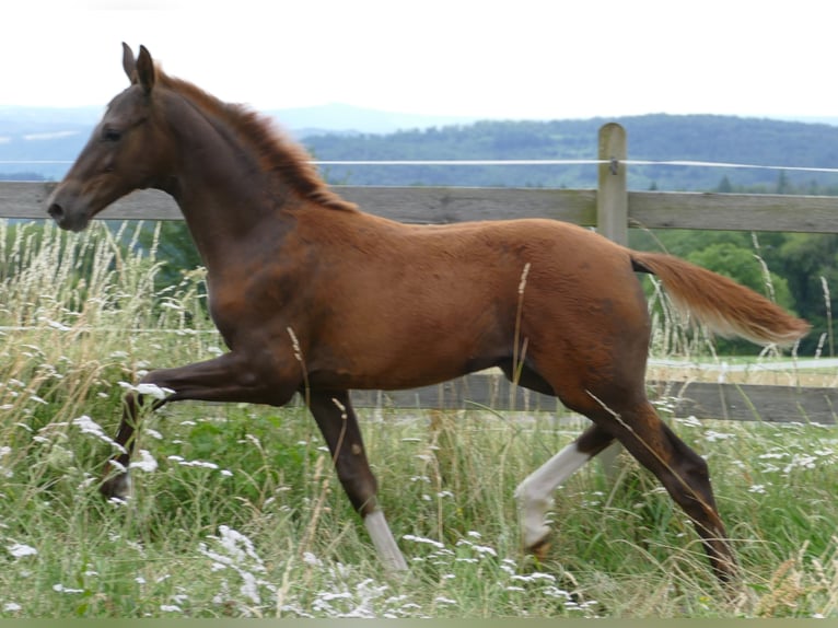 Hanoverian Stallion Foal (03/2026) 16.2 hh Chestnut in Greifenstein
