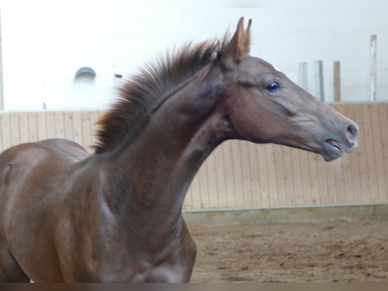 Hanoverian Stallion Foal (03/2026) 16.2 hh Chestnut in Greifenstein