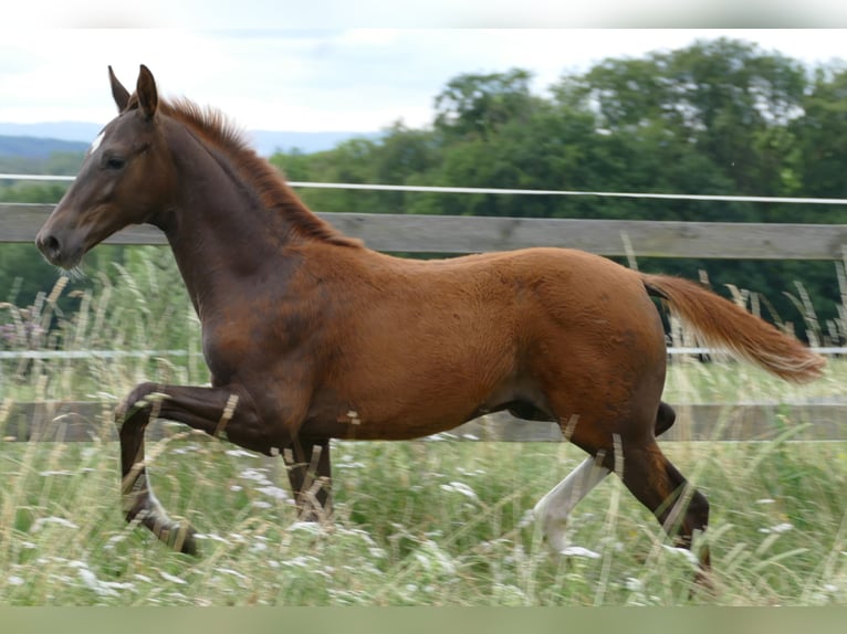 Hanoverian Stallion Foal (03/2026) 16.2 hh Chestnut in Greifenstein