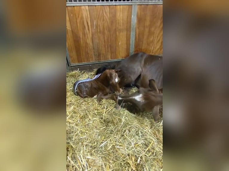 Hanoverian Stallion Foal (05/2026) 16.2 hh Chestnut-Red in Weyhe