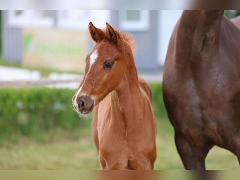 Hanoverian Stallion Foal (04/2026) 16.2 hh Chestnut-Red in Kutenholz