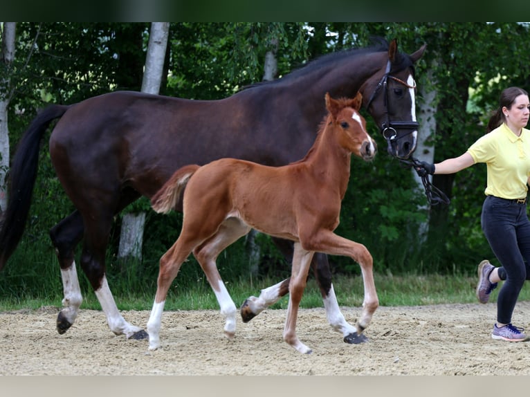 Hanoverian Stallion Foal (04/2026) 16.2 hh Chestnut-Red in Kutenholz