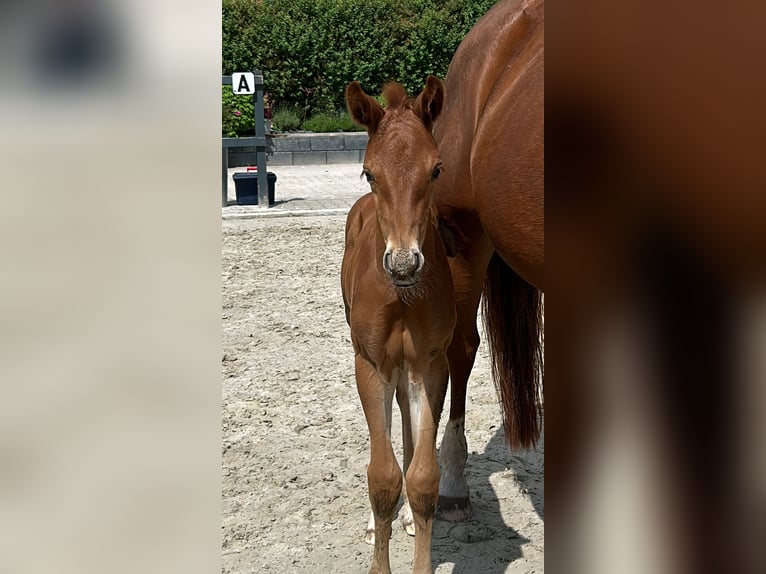 Hanoverian Stallion Foal (05/2024) 16,2 hh Chestnut-Red in Varel