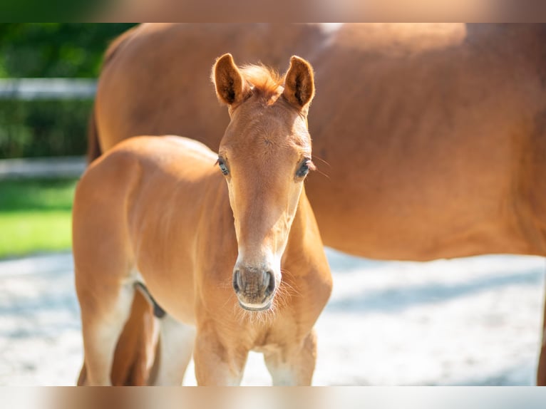 Hanoverian Stallion Foal (05/2024) 16,2 hh Chestnut-Red in Varel