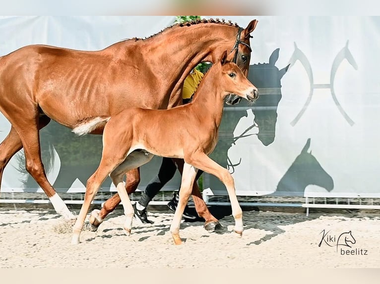 Hanoverian Stallion Foal (05/2024) 16,2 hh Chestnut-Red in Varel