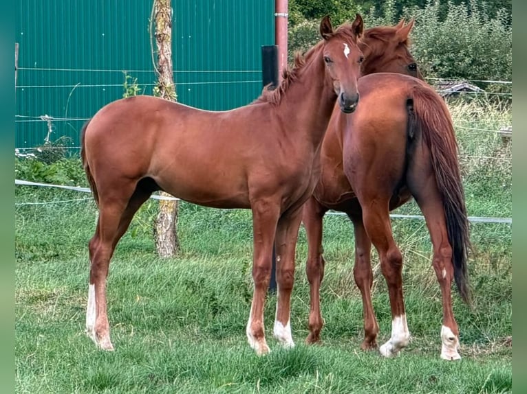 Hanoverian Stallion Foal (04/2026) 16.2 hh Chestnut-Red in Rehburg-Loccum
