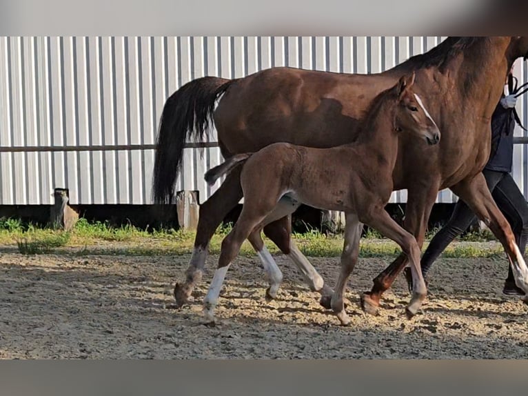 Hanoverian Stallion Foal (05/2025) 16,2 hh Chestnut-Red in Osterbruch