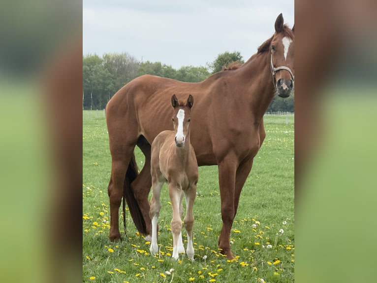 Hanoverian Stallion Foal (04/2026) 16.2 hh Chestnut-Red in AurichAurich