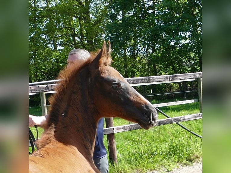 Hanoverian Stallion Foal (02/2024) 16,2 hh Chestnut in MolbergenErmke