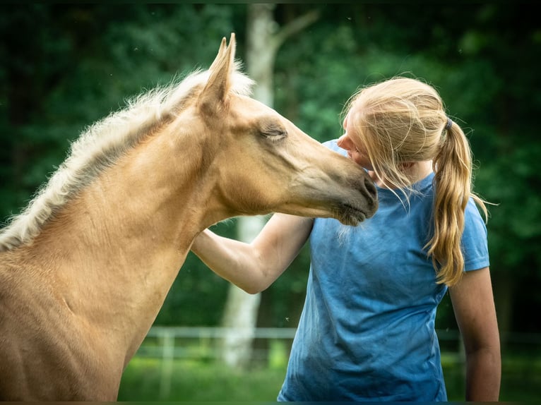 Hanoverian Stallion Foal (04/2024) 16,2 hh Palomino in Visselhövede