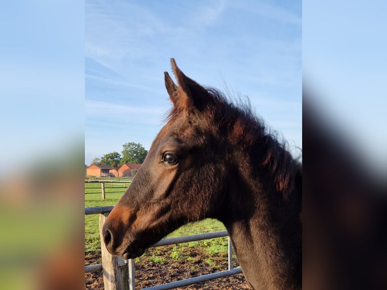 Hanoverian Stallion Foal (06/2026) 16.2 hh Smoky-Black in Stemshorn