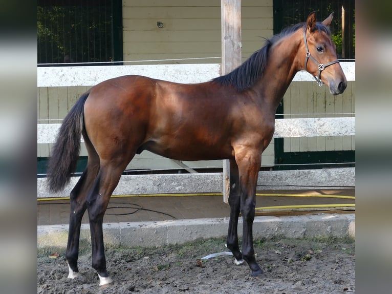 Hanoverian Stallion Foal (02/2023) 16,3 hh Bay-Dark in Greifenstein