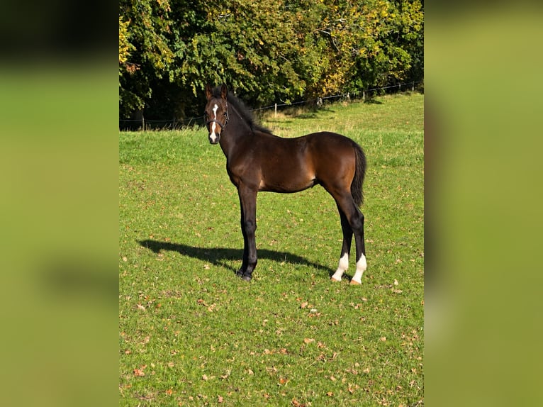Hanoverian Stallion Foal (06/2026) 16.3 hh Bay-Dark in Hadsten
