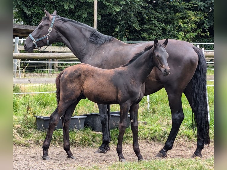 Hanoverian Stallion Foal (04/2024) 16,3 hh Black in Rosengarten