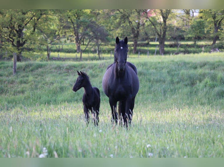 Hanoverian Stallion Foal (04/2024) 16,3 hh Black in Weitendorf