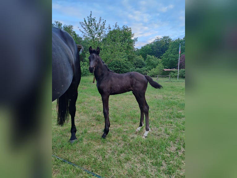 Hanoverian Stallion Foal (04/2024) 16,3 hh Black in Weitendorf