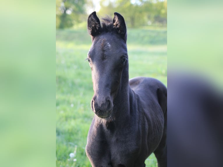 Hanoverian Stallion Foal (04/2024) 16,3 hh Black in Weitendorf