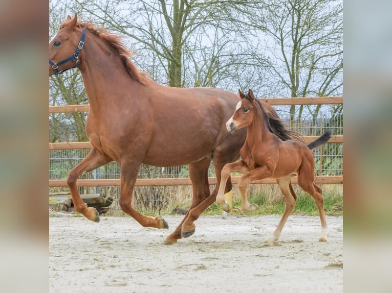 Hanoverian Stallion Foal (03/2024) 16,3 hh Brown in Königslutter am Elm