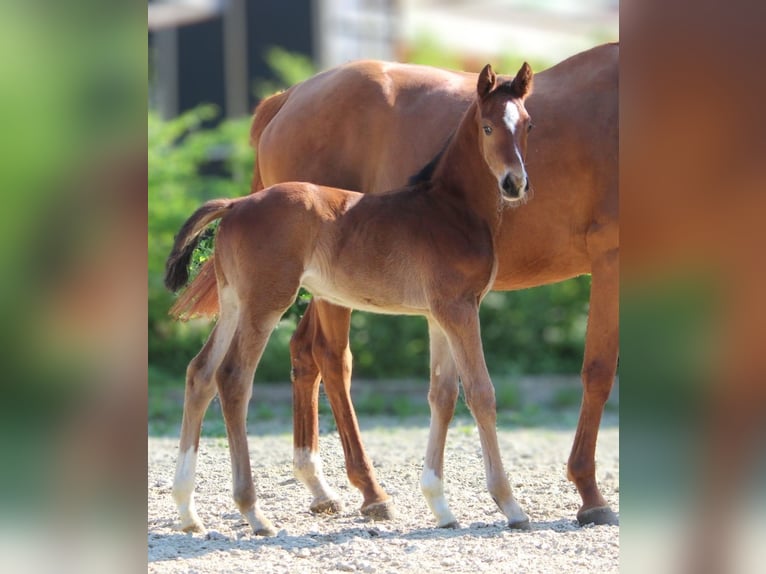 Hanoverian Stallion Foal (04/2024) 16,3 hh Brown in Sonnefeld