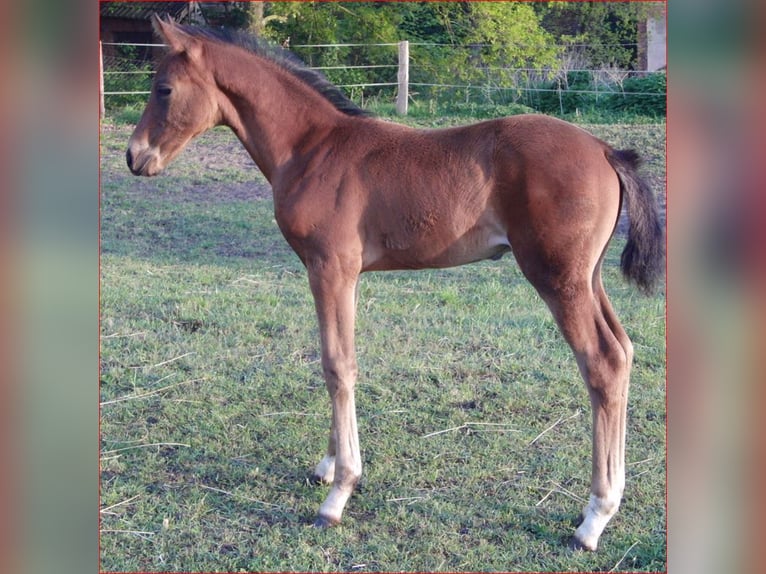 Hanoverian Stallion Foal (03/2024) 16,3 hh Brown in Rehden