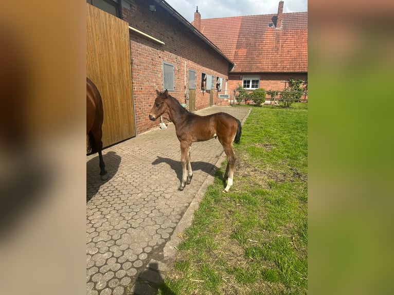 Hanoverian Stallion Foal (04/2024) 16,3 hh Brown in Diepenau