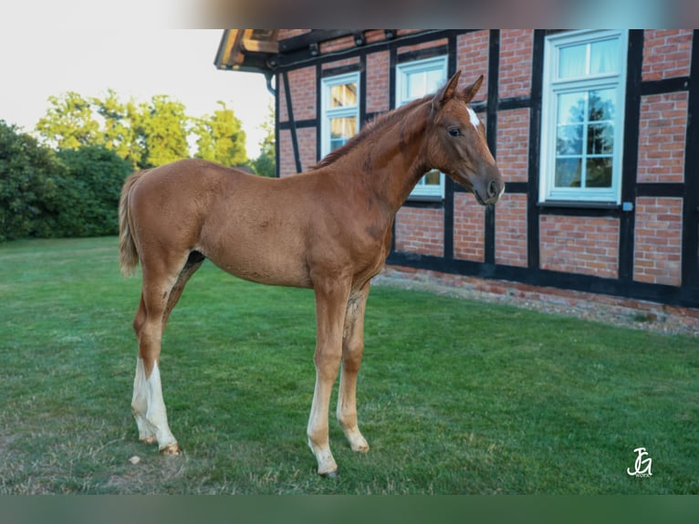 Hanoverian Stallion Foal (01/2026) 16.3 hh Chestnut in Bergen