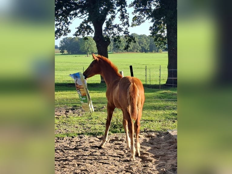 Hanoverian Stallion Foal (05/2026) 16.3 hh Chestnut-Red in Ahlerstedt
