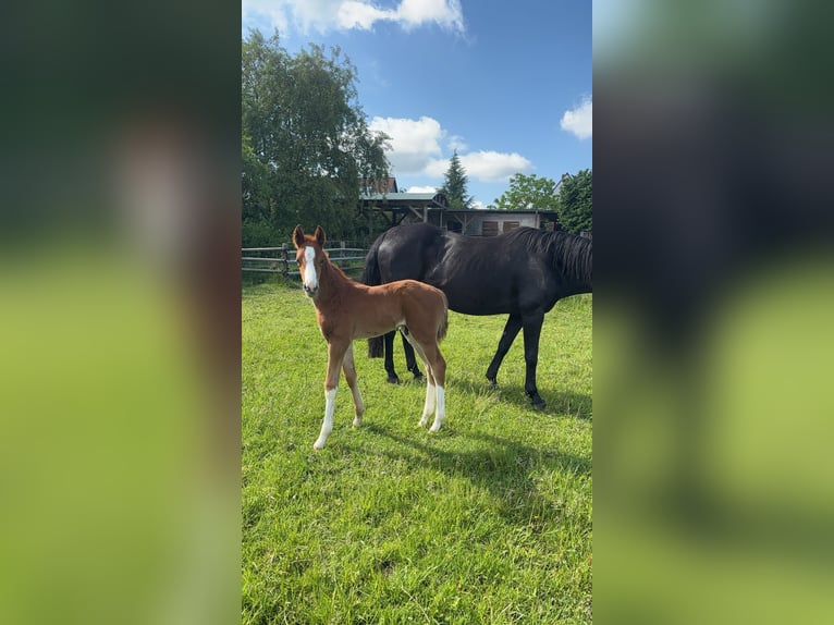 Hanoverian Stallion Foal (05/2026) 16.3 hh Chestnut-Red in Barwedel