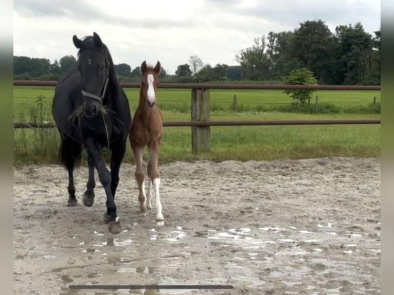 Hanoverian Stallion Foal (05/2026) 16.3 hh Chestnut-Red in Barwedel