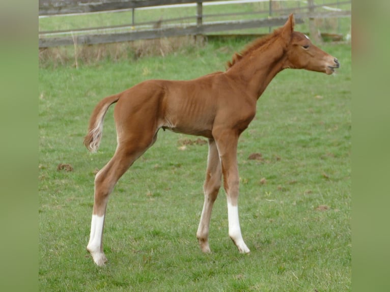 Hanoverian Stallion Foal (03/2026) 16.3 hh Chestnut-Red in Greifenstein