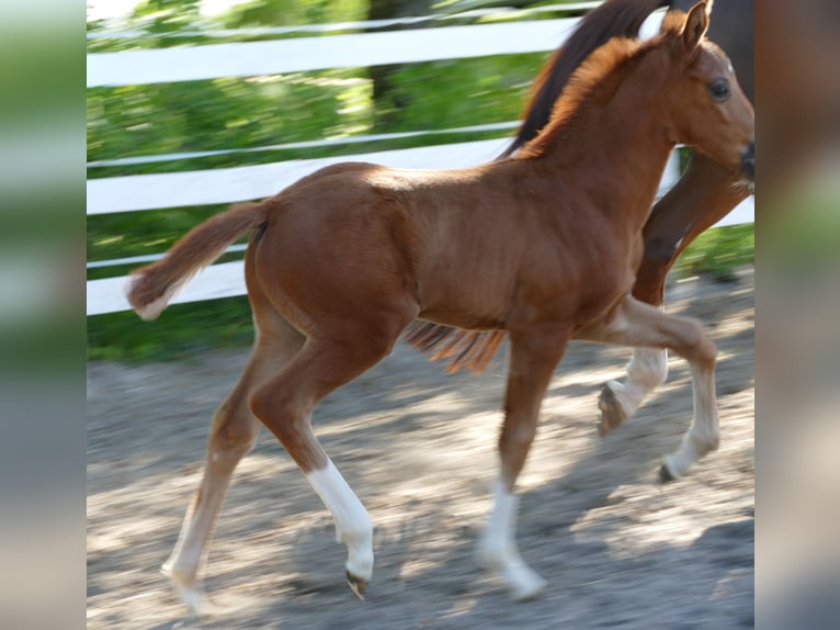 Hanoverian Stallion Foal (03/2026) 16.3 hh Chestnut-Red in Greifenstein