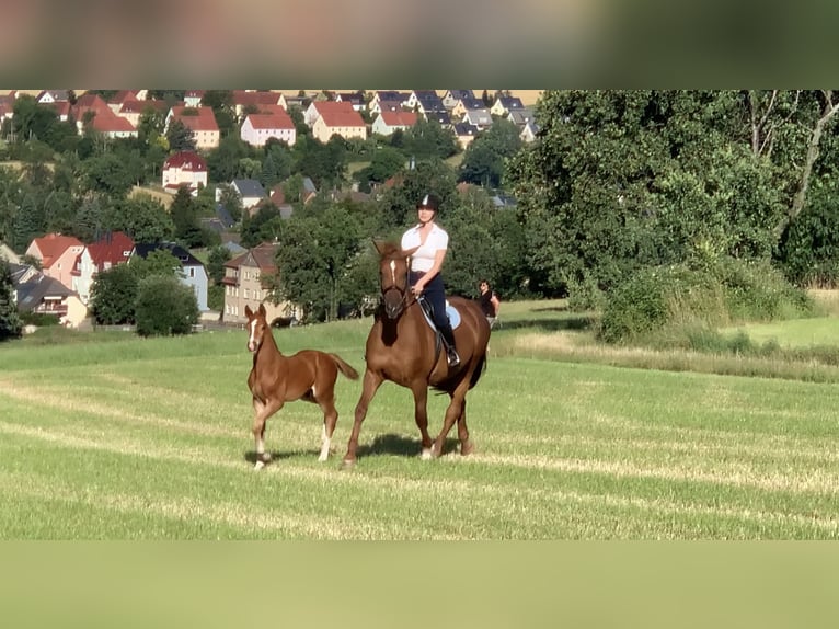 Hanoverian Stallion Foal (06/2024) 16,3 hh Chestnut-Red in Mülsen