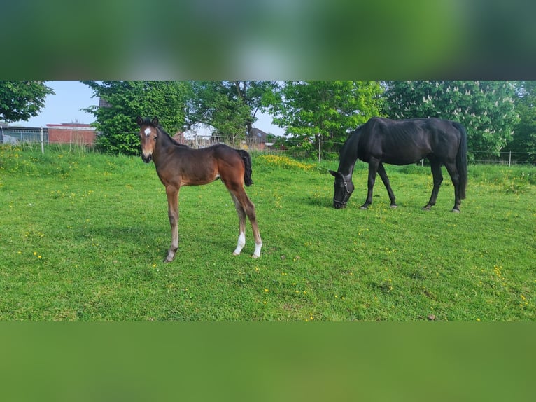 Hanoverian Stallion Foal (05/2026) 16.3 hh  in Drochtersen