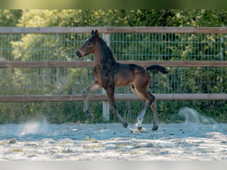 Hanoverian Stallion Foal (04/2026) 16.3 hh Smoky-Black in Königslutter am Elm