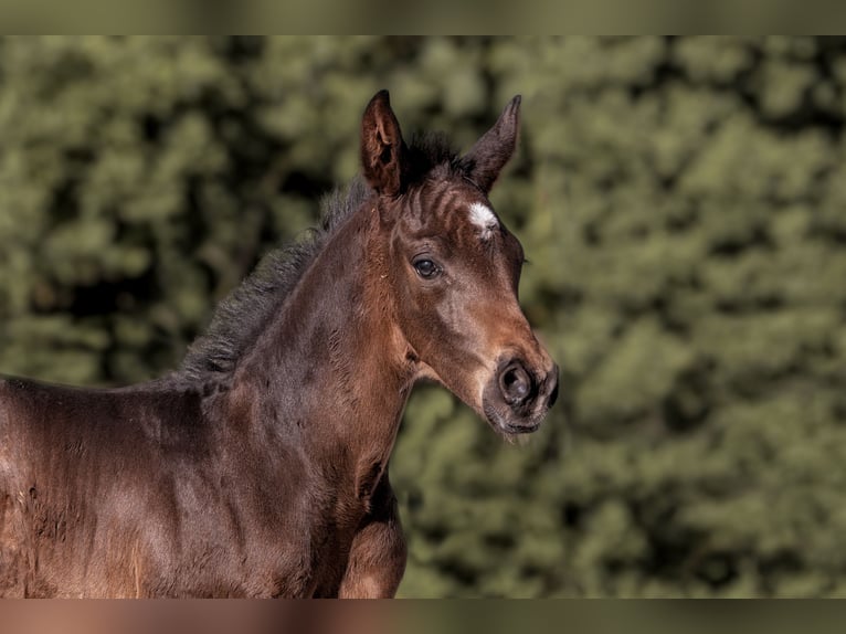 Hanoverian Stallion Foal (04/2026) 16.3 hh Smoky-Black in Königslutter am Elm