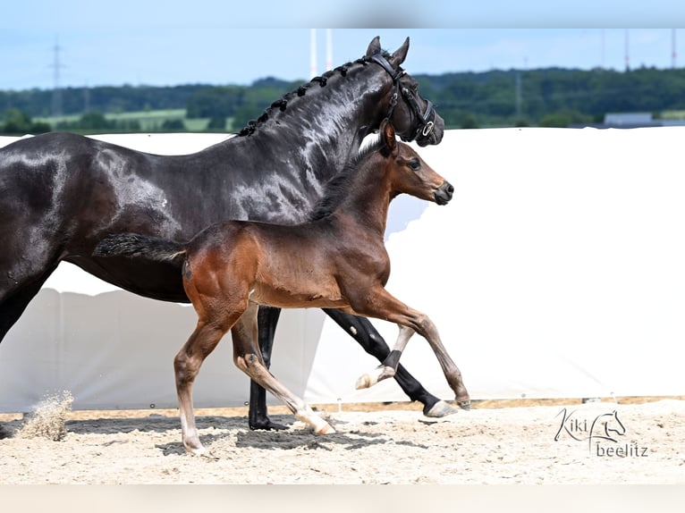 Hanoverian Stallion Foal (04/2026) 16.3 hh Smoky-Black in Königslutter am Elm