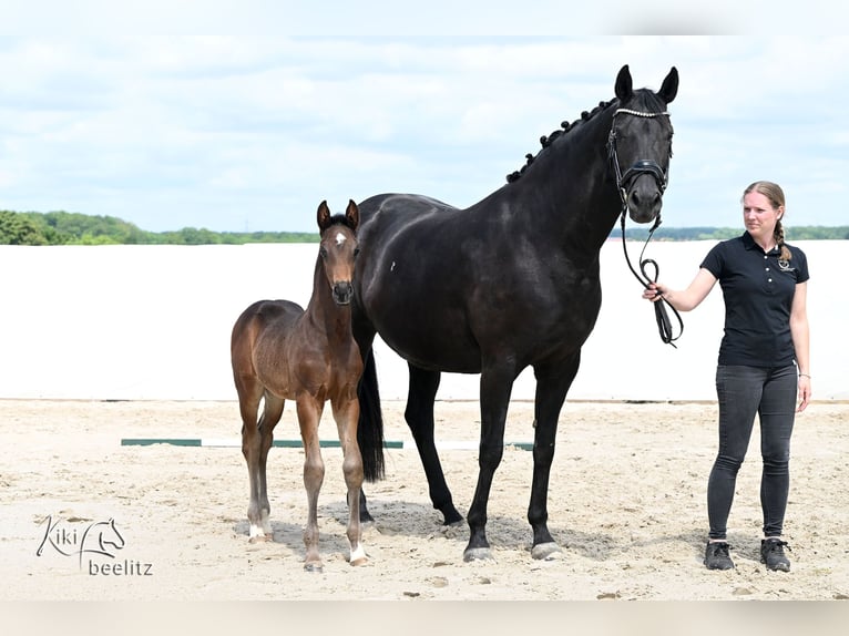 Hanoverian Stallion Foal (04/2026) 16.3 hh Smoky-Black in Königslutter am Elm