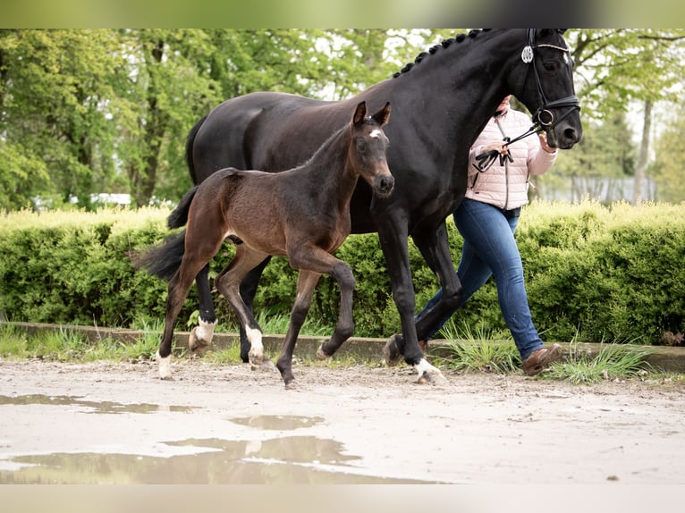Hanoverian Stallion Foal (03/2024) 16,3 hh Smoky-Black in Otterndorf