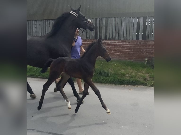 Hanoverian Stallion Foal (01/2024) 16,3 hh Smoky-Black in Achim