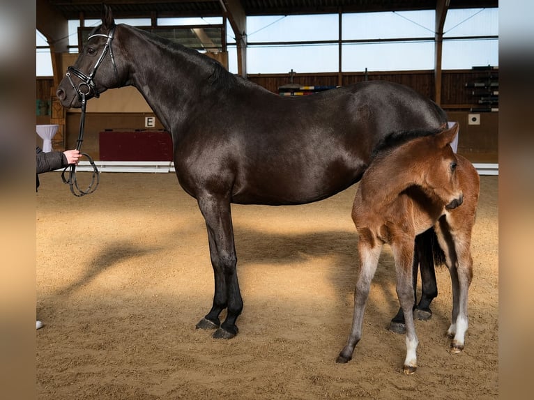 Hanoverian Stallion Foal (02/2026) 16.3 hh Smoky-Black in Dorum