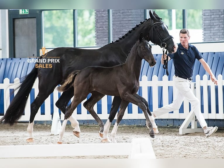Hanoverian Stallion Foal (03/2024) 16,3 hh Smoky-Black in Zundert