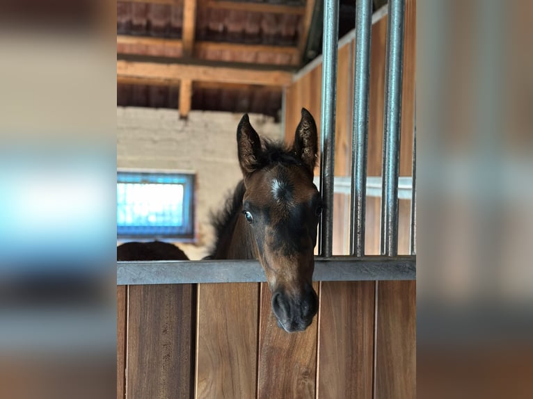 Hanoverian Stallion Foal (04/2025) 16 hh Bay-Dark in Stubben