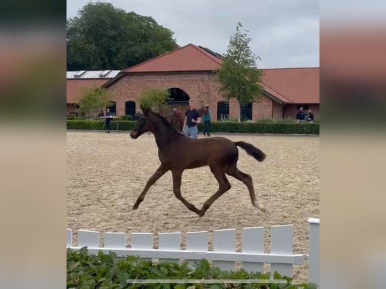 Hanoverian Stallion Foal (04/2025) 16 hh Bay-Dark in Stubben