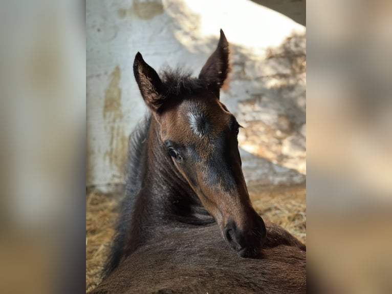 Hanoverian Stallion Foal (04/2025) 16 hh Bay-Dark in Stubben