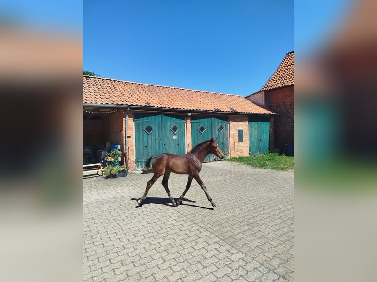 Hanoverian Stallion Foal (05/2026) 16 hh Bay-Dark in Elze