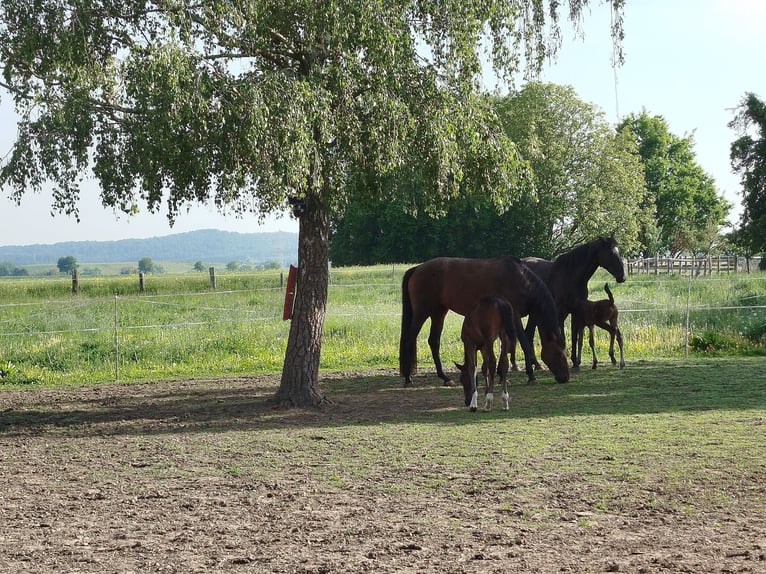 Hanoverian Stallion Foal (05/2026) 16 hh Bay-Dark in Elze