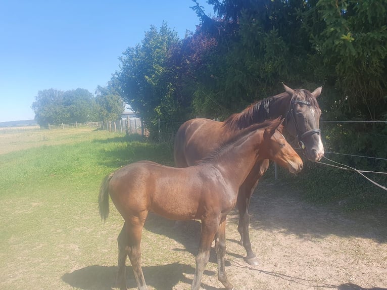 Hanoverian Stallion Foal (05/2026) 16 hh Bay-Dark in Elze
