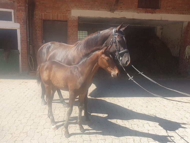 Hanoverian Stallion Foal (05/2026) 16 hh Bay-Dark in Elze